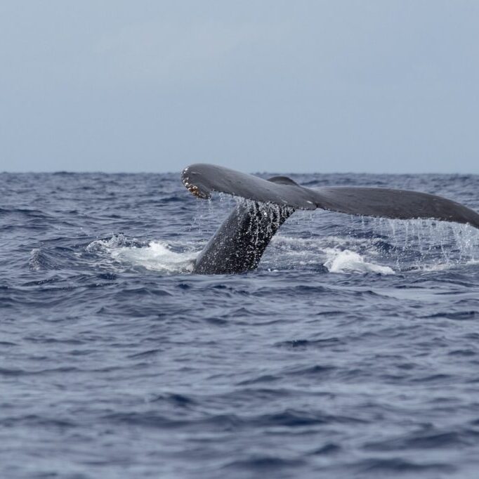 whales-3458313_1280 whales-3458313_1280